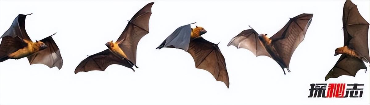 蝙蝠飞到家里是什么预兆？蝙蝠的十大生活特征及寓意