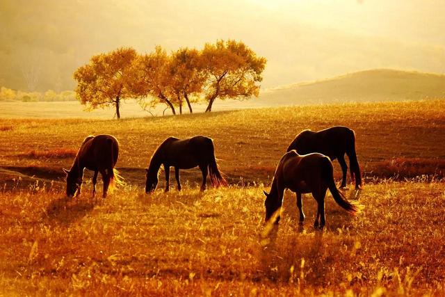 管理的职能主要包括哪些内容，管理的职能主要包括哪些内容和职能（德鲁克《管理的实践》介绍）