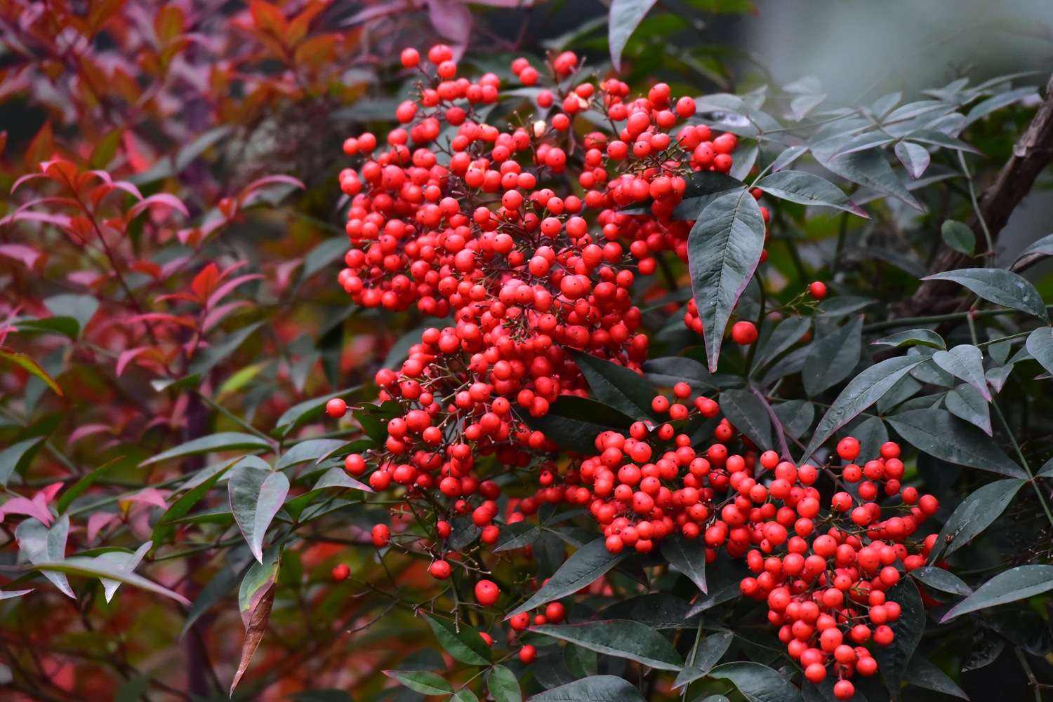 竹子一千多种,分为寿竹,箭竹,慈竹,单竹,四季竹,斑竹,楠竹,刺楠竹