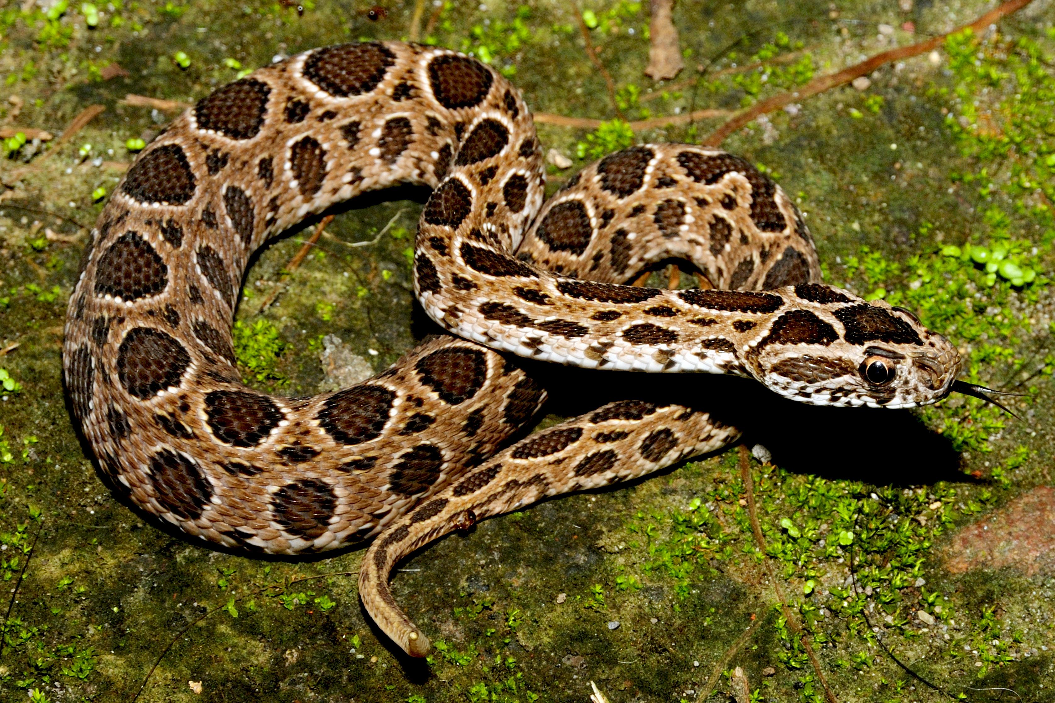 中国十大毒蛇有哪些(详细解读国内10条最毒的蛇)