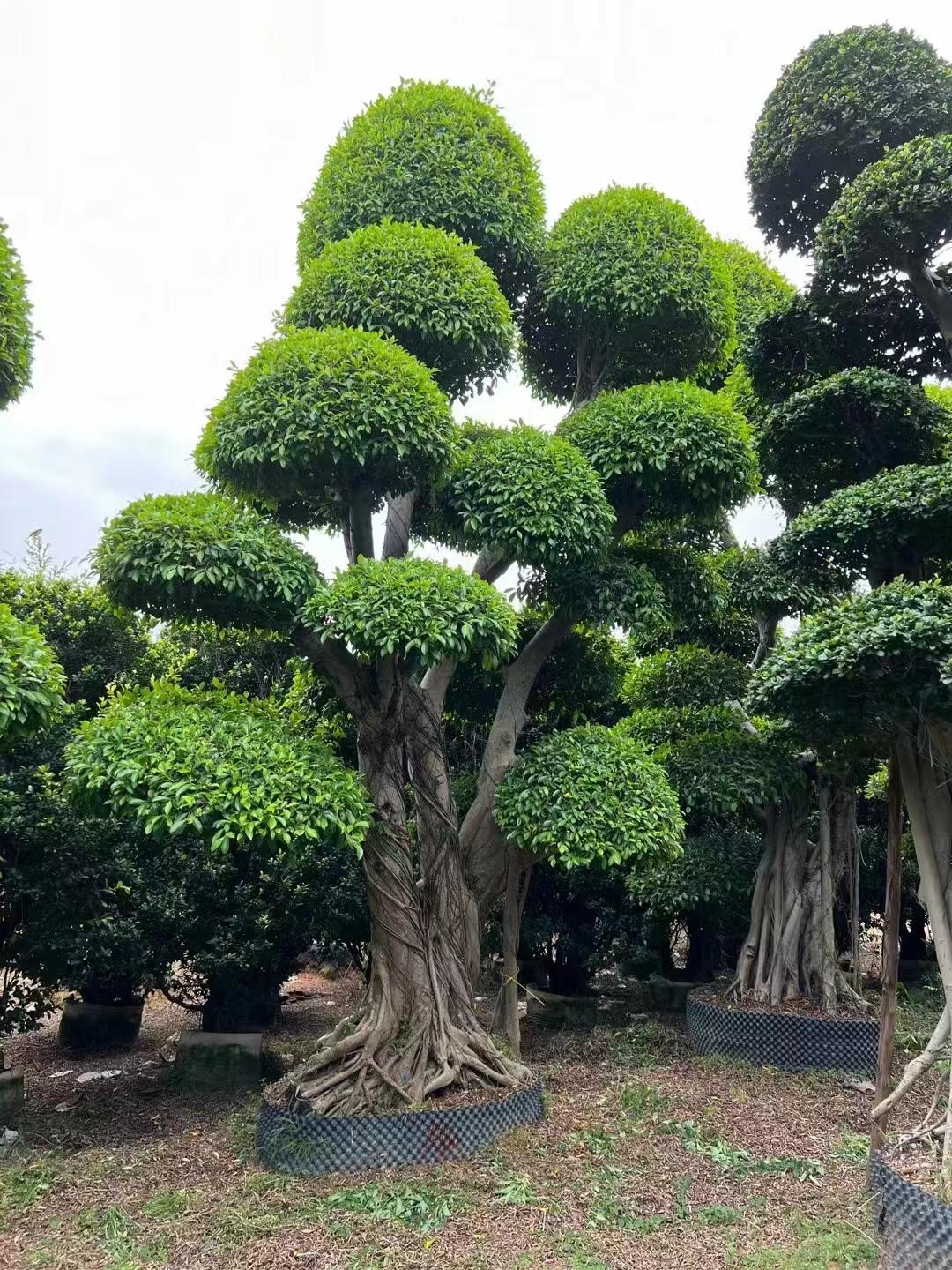 枝叶茂盛,四季常青,树冠宽阔,是南方地区比较常见的一种观赏植物