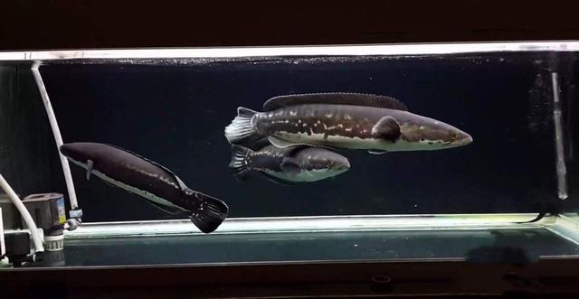 大型淡水鱼品种大全，国内淡水鱼品种大全集（国内十大适合家养的大型观赏鱼）