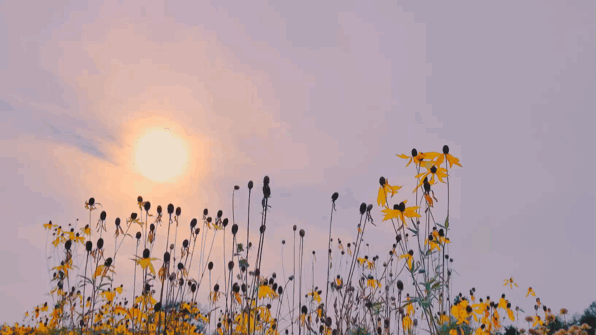 香奈儿粉色邂逅，香奈儿邂逅香水价格表（香奈儿香水的味道究竟有多好闻）