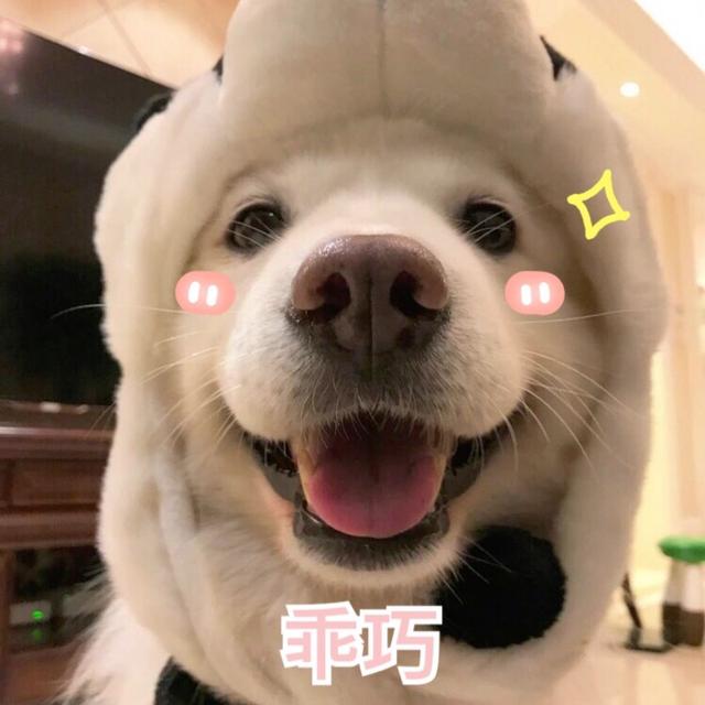 狗狗能吃糯米吗，狗狗最忌讳吃什么食物（这些东西可要小心了）