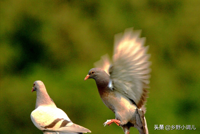 鸽子吃什么，鸽子吃什么死的快（鸽子吃什么食物）