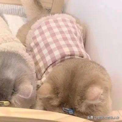 分手头像?情侣头像微信，分手头像?情侣头像（7.29精选情侣头像丨怦然心动的情侣头像）