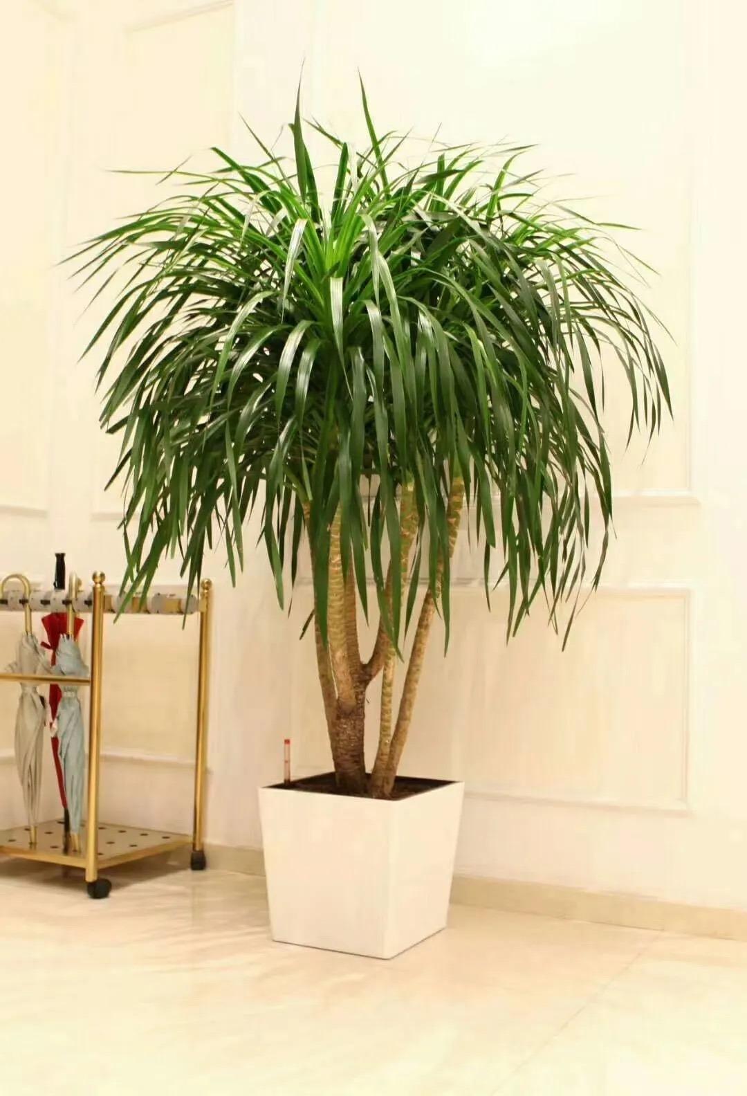 室内适合养殖的花卉植物(室内养"3种"绿植,叶子四季常绿,是净化空气