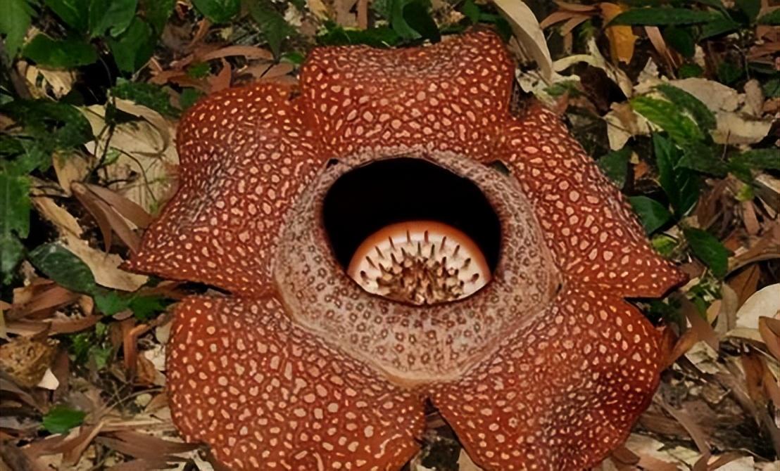 世界上的植物 吓人图片