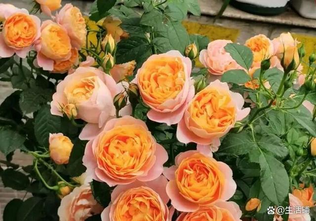 盘点10种九月最常见的花，九月都有哪些花（6种适合阳台种的花）