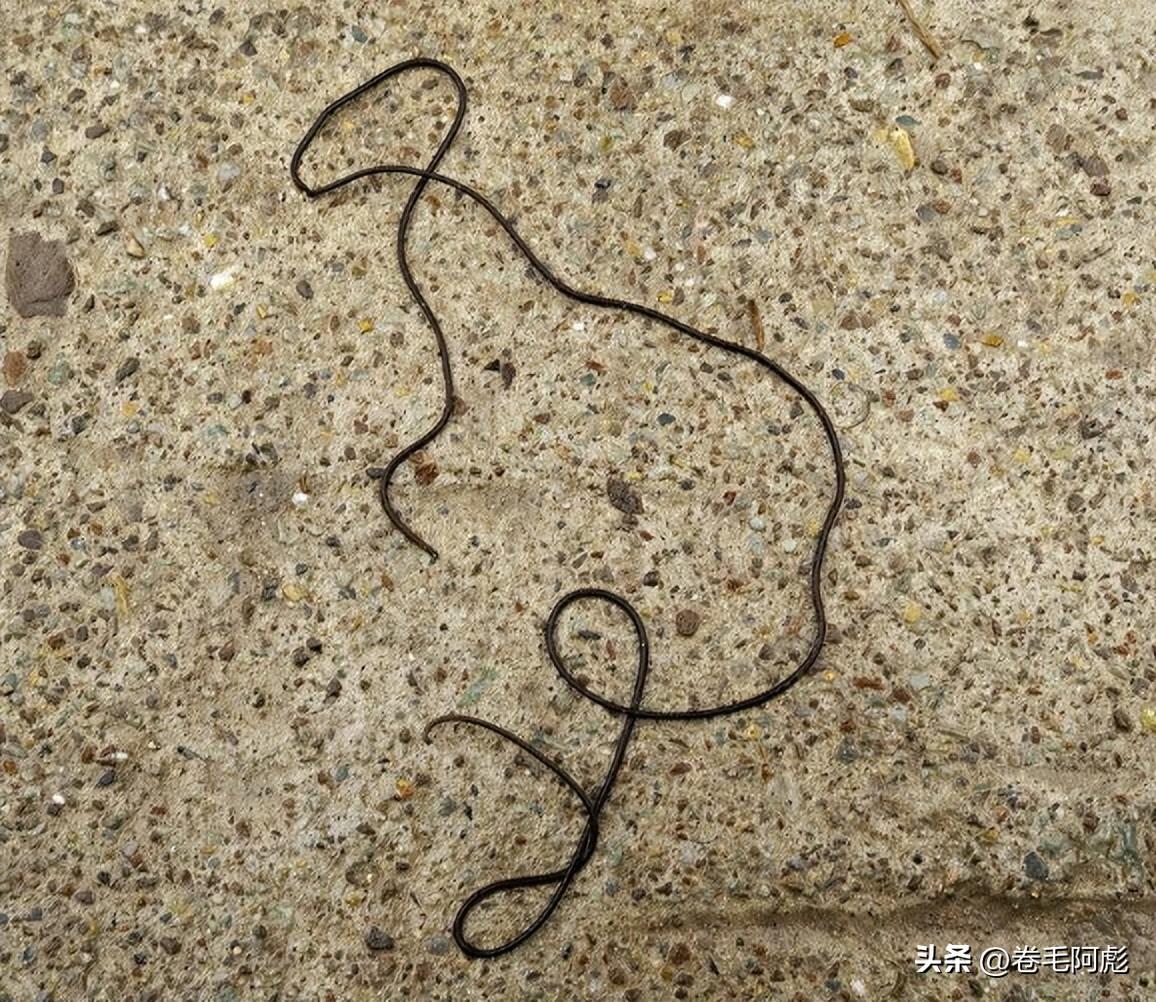 铁线虫入侵结局什么意思(铁线虫:最恶毒的寄生虫,控制寄主跳水自shā