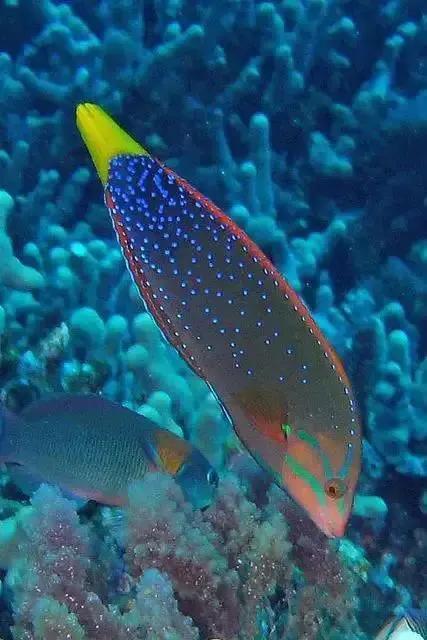 100多种神仙鱼欣赏，鳕鱼图片大全