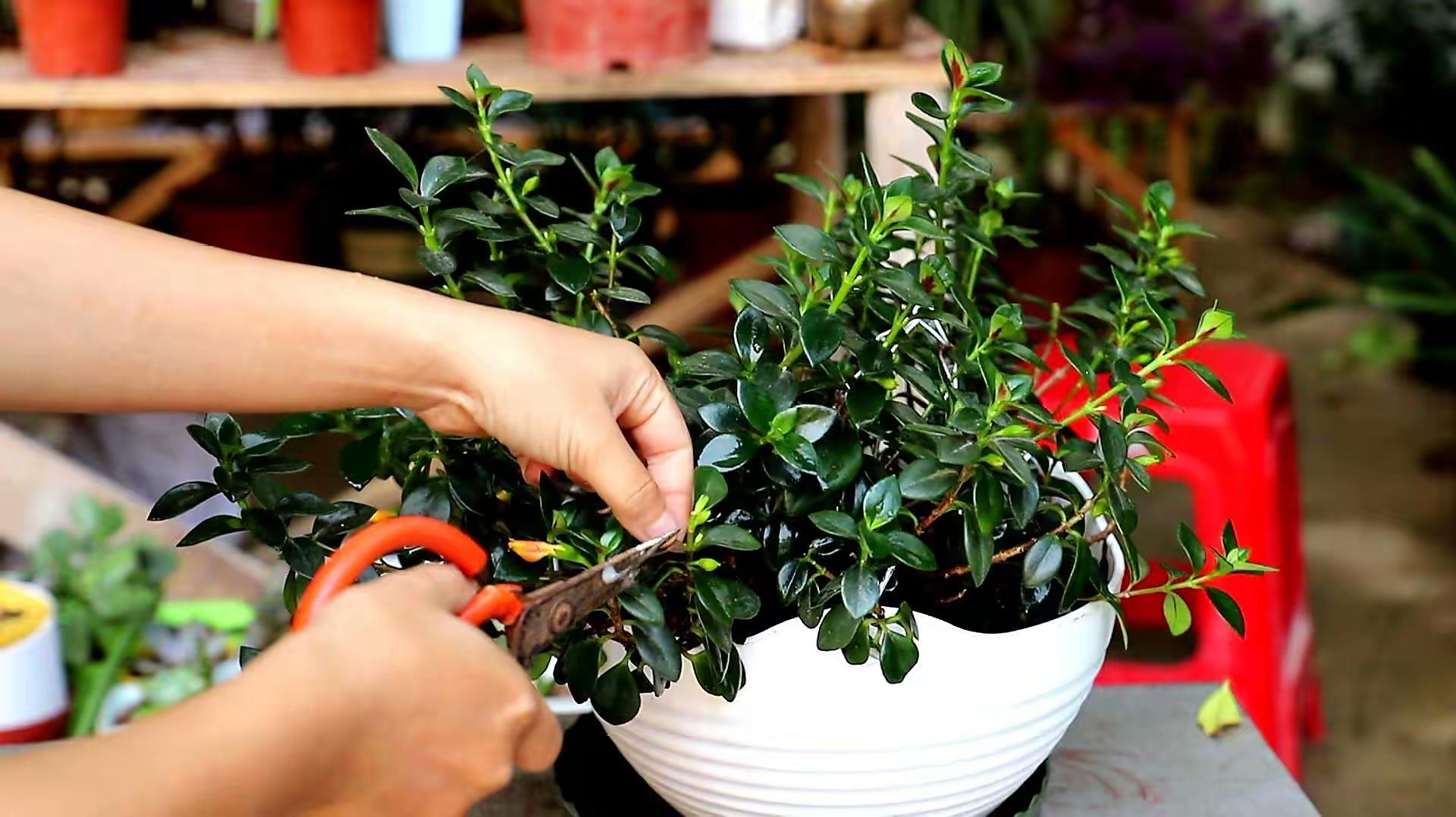 金心吊兰怎么养(养金鱼吊兰,只要做到"3步",四季开花,花朵美丽叶子油