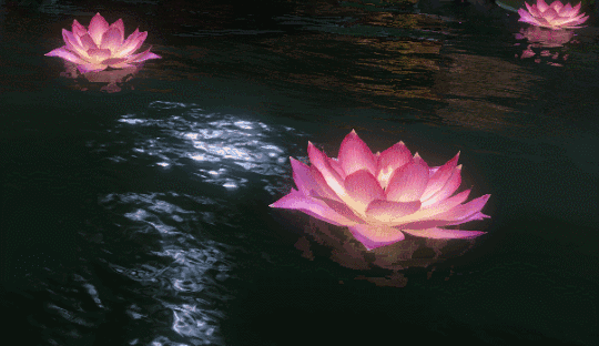 540_312gif 动态图 动图