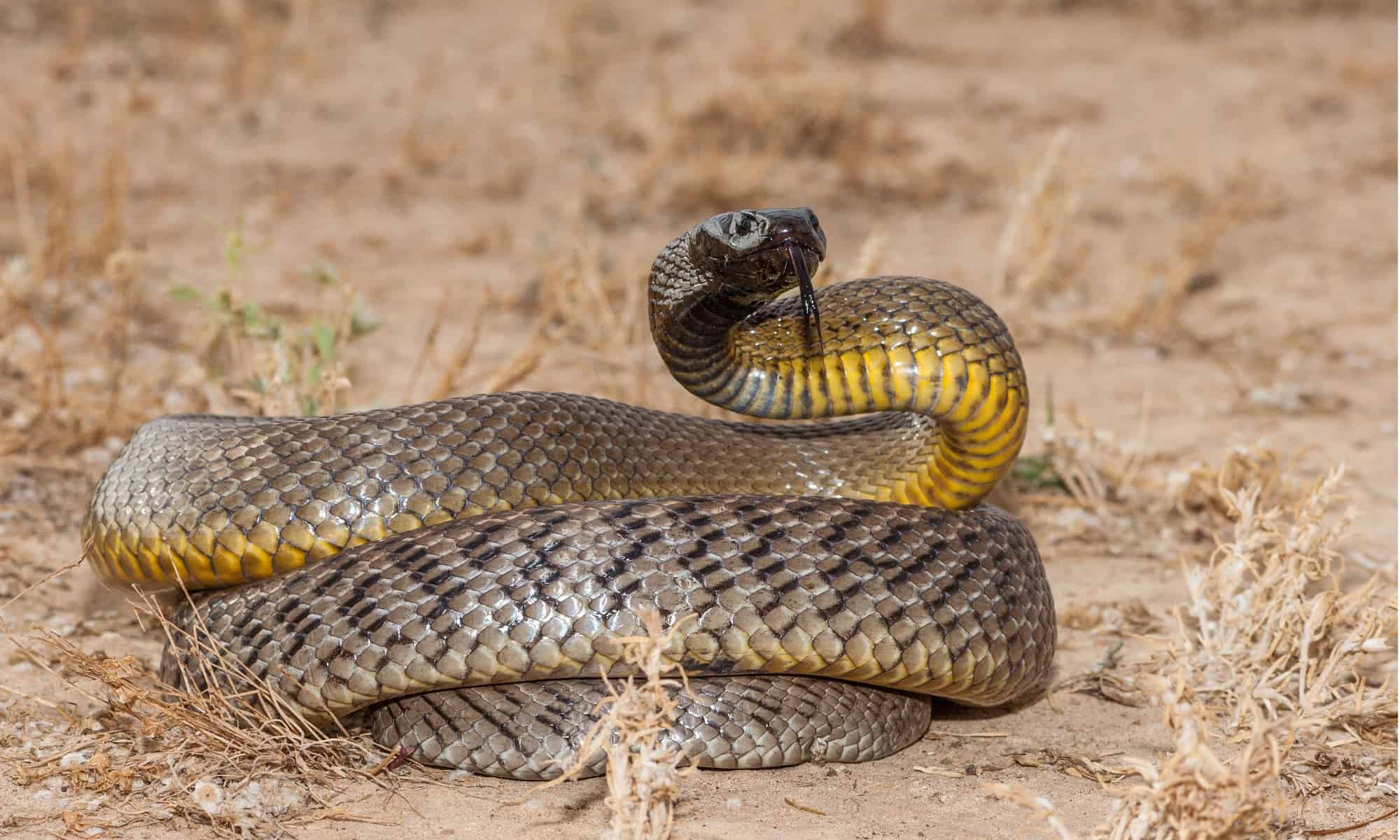 世界上最毒的蛇（最毒的10条蛇，眼镜蛇只能排第十）