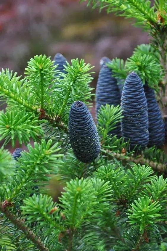 松树会开花吗，松树会开花吗二年级读后感（分享美照：松树开花了）