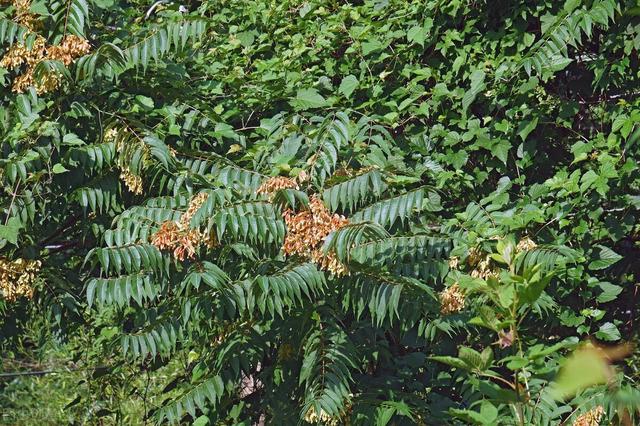 香椿子（香椿子图片，香椿子的功效与作用（其一可解决一些男女烦恼问题）