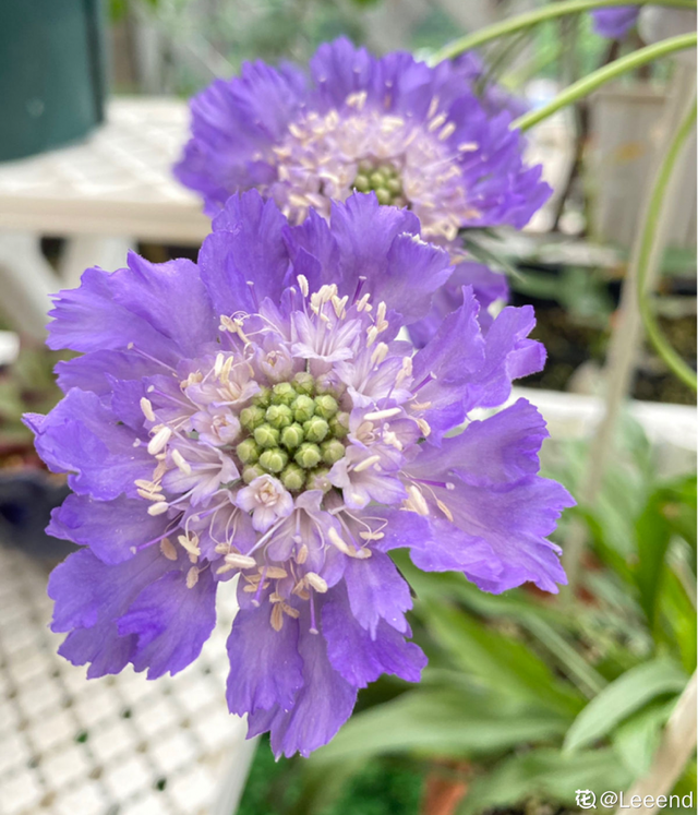春天开的花有哪些，春天开的花有哪些特点（50种花春天播种）