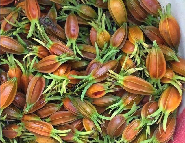 黄桅子一般怎么用，黄栀子的功效与作用及食用方法（黄栀子与红栀子一字之差）