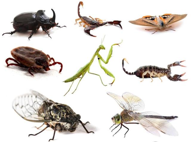 什么是益虫，瓢虫为什么是益虫（为什么只有七星瓢虫是益虫）