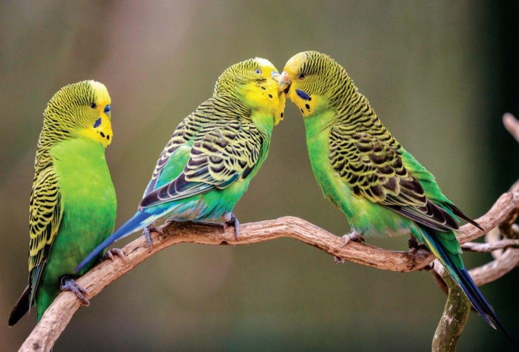 虎皮鹦鹉的养殖方法和注意事项(新手如何饲养虎皮鹦鹉)-第6张图片-郝