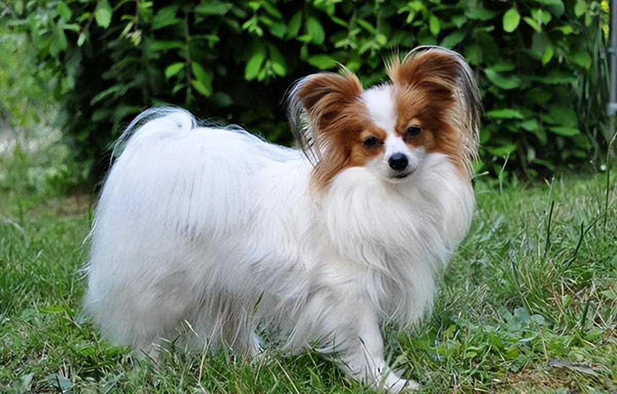 中小型犬适合家养的狗有比熊犬,柯基犬,西施犬,柴犬,苏格兰牧羊犬