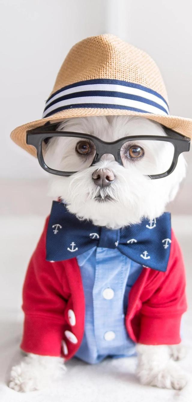 治愈系暖萌动物高清壁纸，温暖治愈系卡通图片（壁纸丨高清全屏萌萌的动物壁纸）