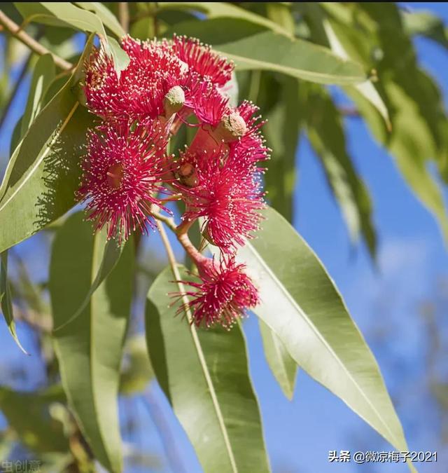 蓝桉青鹧网名，蓝桉青鹧微信昵称（蓝桉，我的温柔只给你一人）