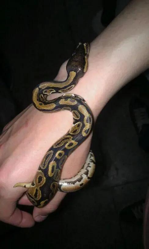 女人梦见好多蛇到处爬,自己躲(问答《连续三天晚上都梦到蛇了,这是有