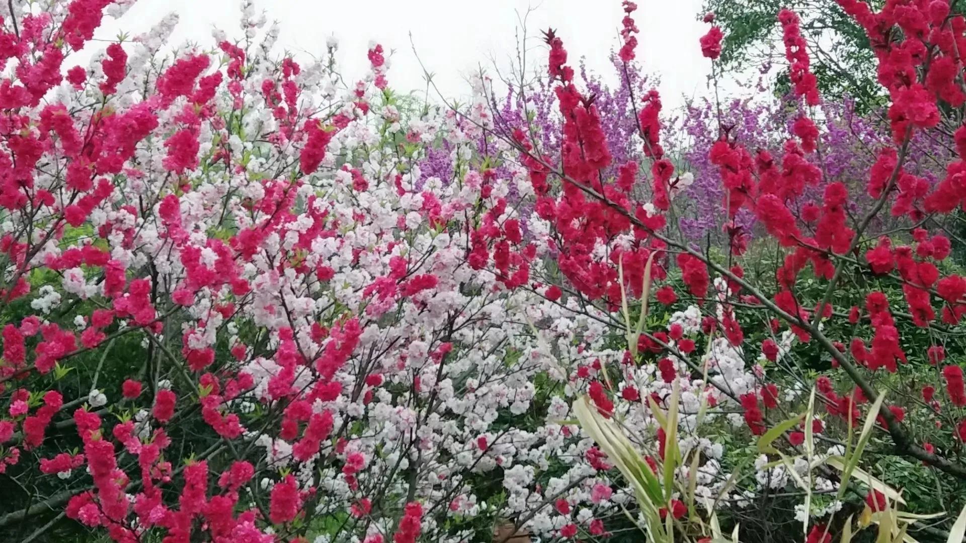 樱花的花语是什么（关于樱花的话语知识分享）