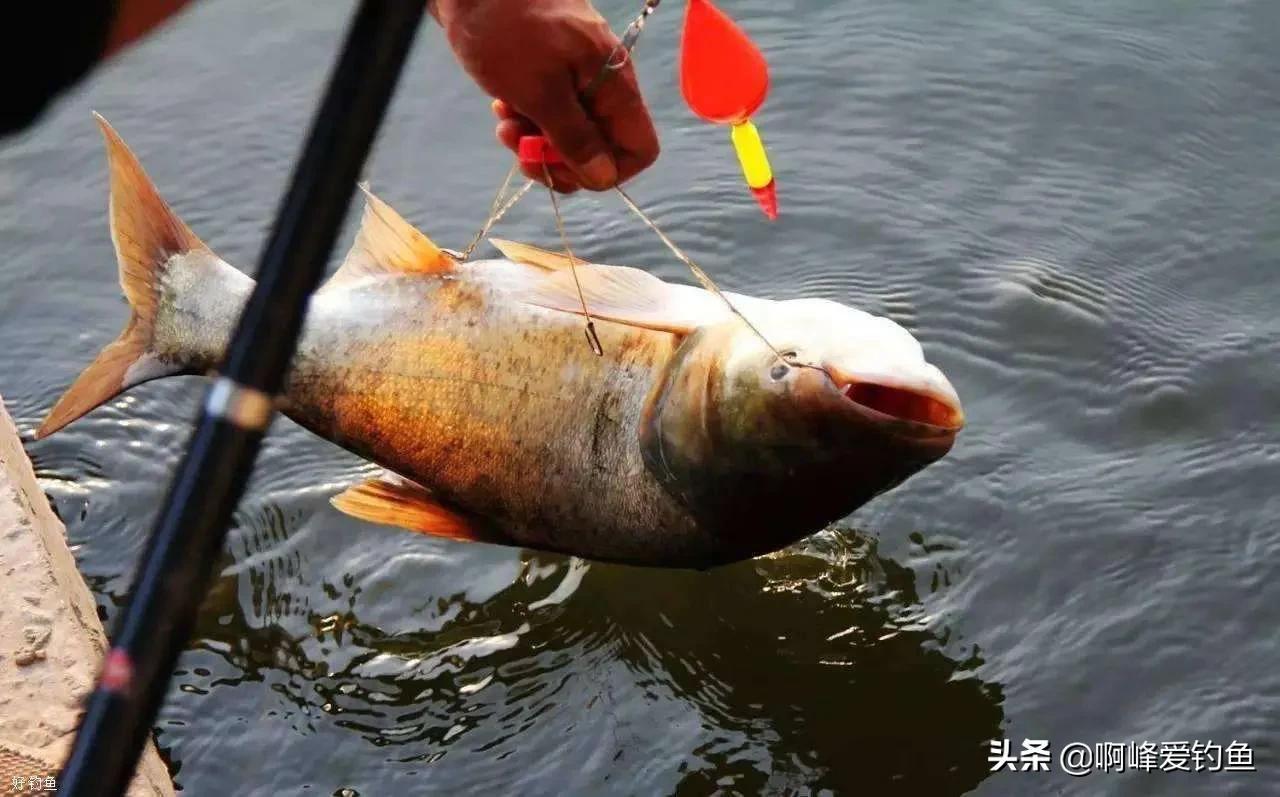 鳙鱼有几个品zhǒng(不是珍稀鱼zhǒng却是首位严禁垂钓的鱼)