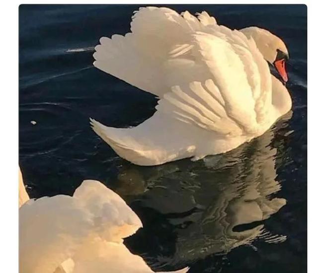 有哪些关于表白的藏头诗，关于表白的藏头诗歌（藏头诗表白）