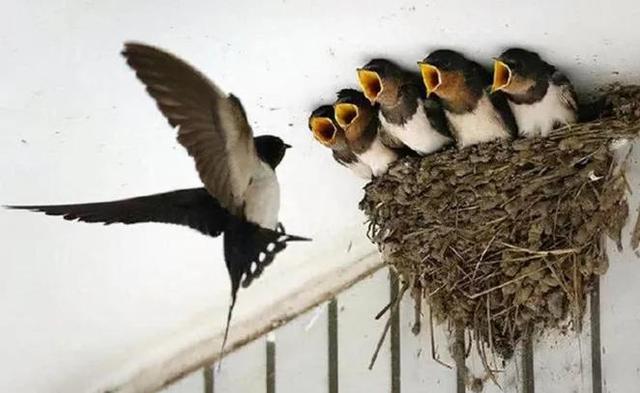 喜鹊叫有什么兆头，喜鹊叫有什么兆头 吉凶如何（好事接踵至”家里出现4种动物有好事）