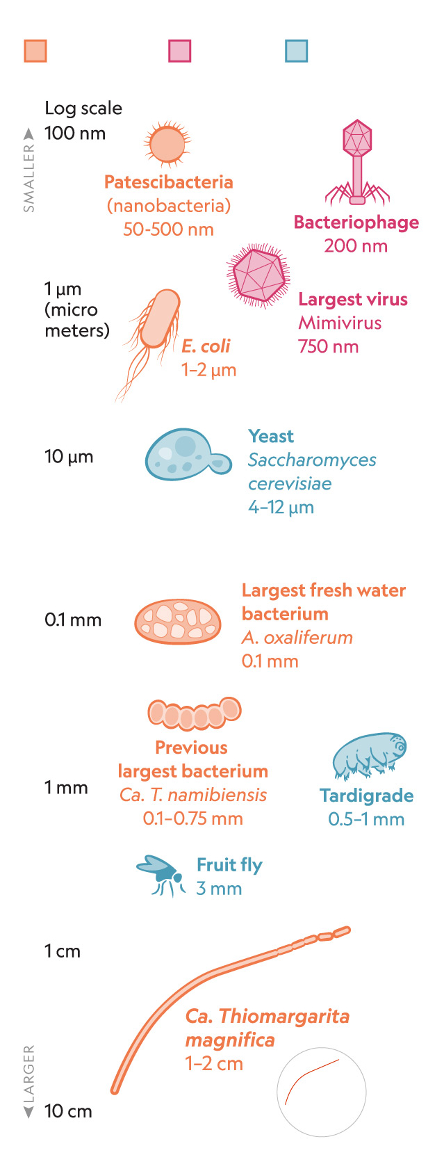 世界上最小的活生物体，地球上最小的自然生物（科学家发现有史以来最大细菌）