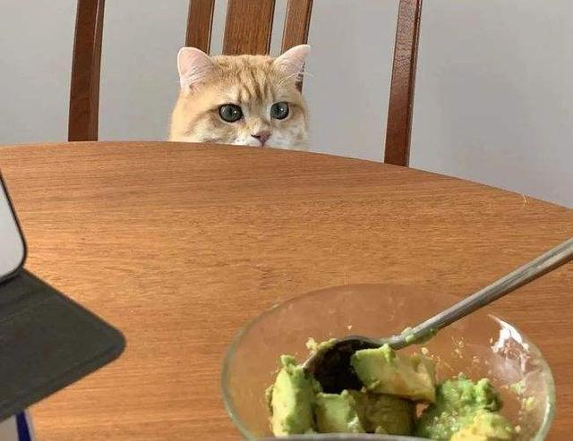 为什么家里忌讳种葡萄，家里可以种葡萄吗（养猫忠告：这些水果）