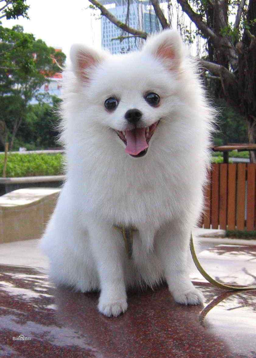 适合居民楼里养的狗狗品种(这几种"治愈系狗狗",无攻击性,家有小孩也