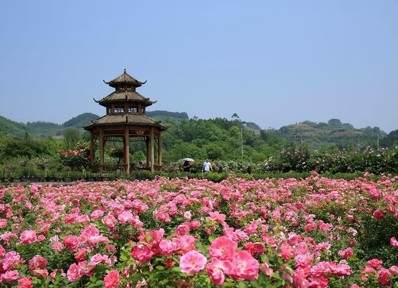 提前打探:重庆南川七朵玫瑰园4月26日开园有哪些看点?