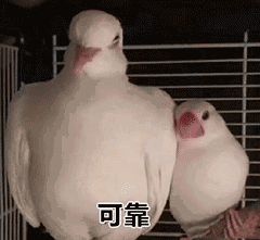 银耳多少钱一斤，黄金银耳的种植前景（盘溪批发市场给的）