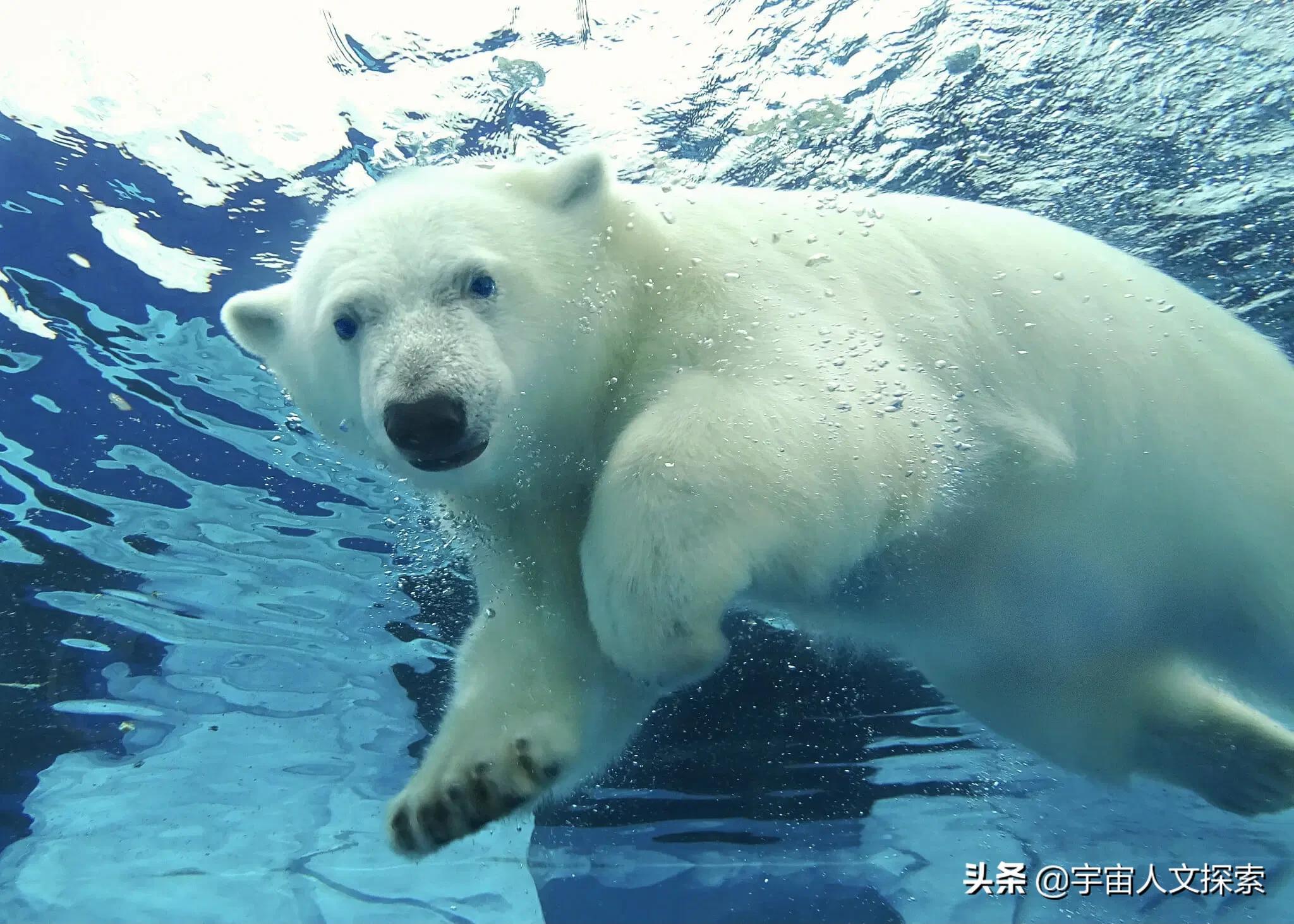 北极熊的毛是什么颜色的？北极熊的毛是透明的