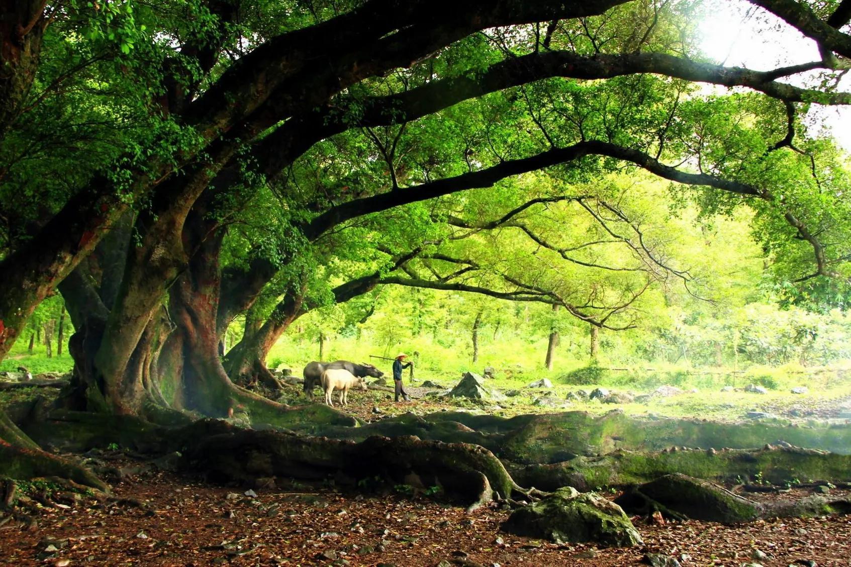 榕树是一种什么树呢(绞shā一切,自成生态,独木成林的榕树究竟有多