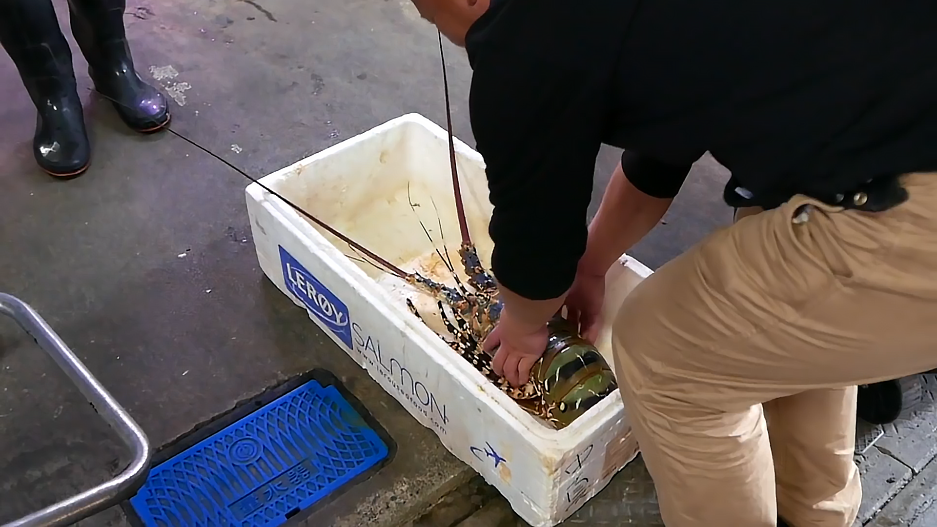 世界上最大的虾是什么虾（这只1.4米的大虾你见过吗？）