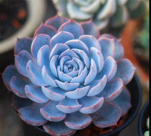 多肉植物有几种美人，美丽的多肉植物（100种常见多肉图鉴）