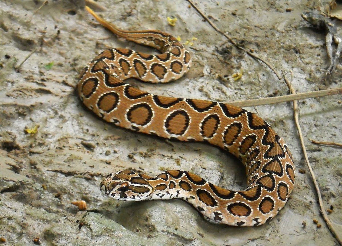 世界十大毒蛇排名(盘点世界上最危险的10种毒蛇:黑曼巴第4,毒王内陆
