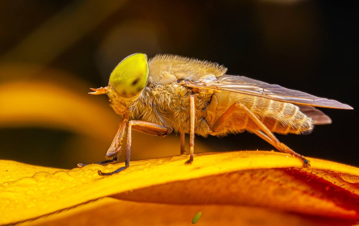 马蝇幼虫是怎么进入人体的（揭晓马蝇幼虫寄生全过程）