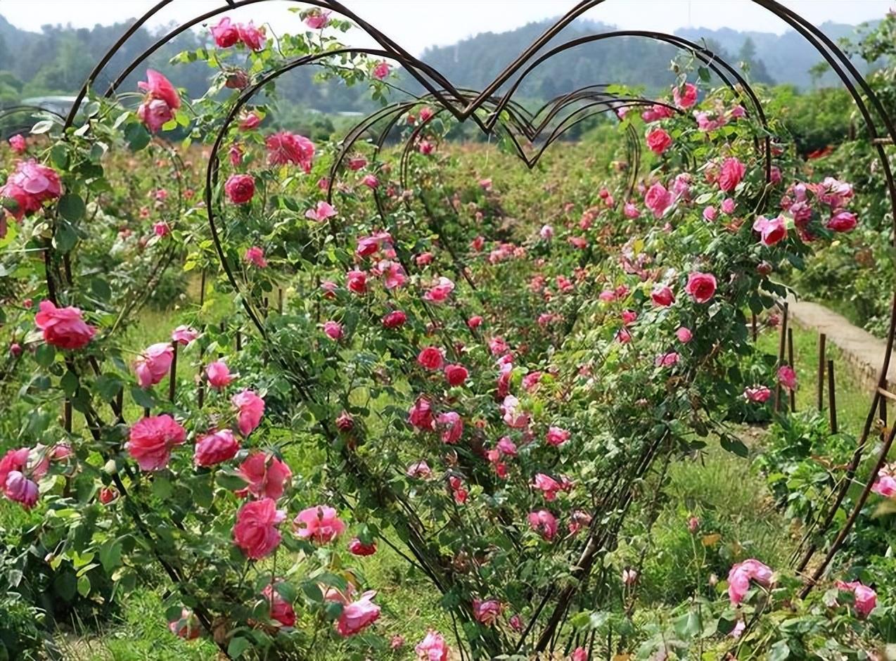 提前打探:重庆南川七朵玫瑰园4月26日开园有哪些看点?