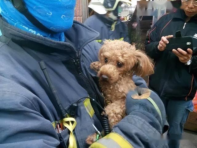 狗狗最害怕哪些东西，狗狗最害怕的7件事