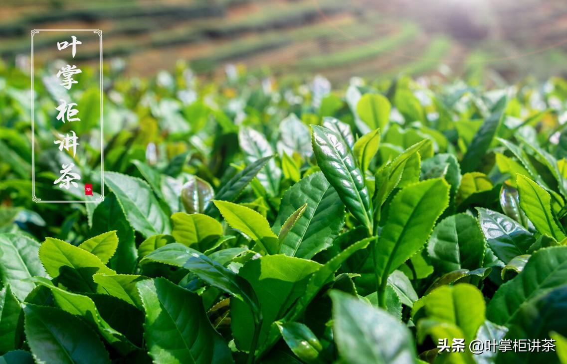 铁观音是什么茶？是介于绿茶与红茶之间的一种茶
