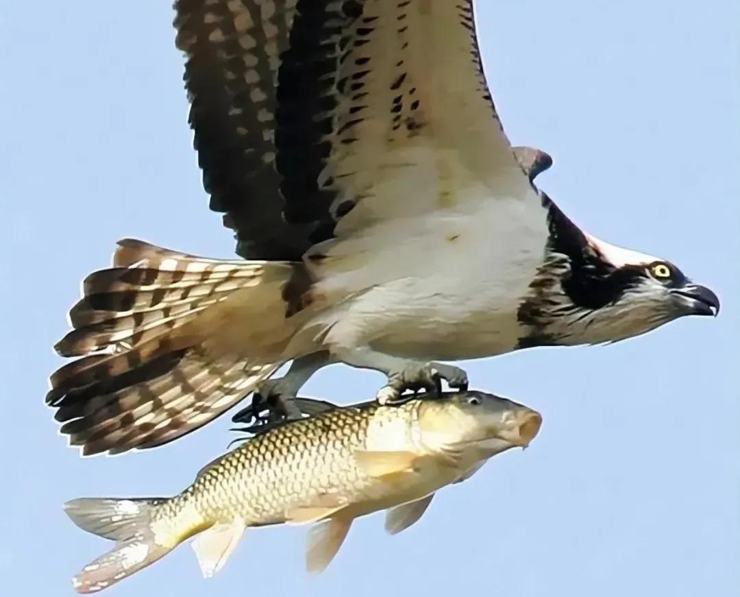第一种绿色眼睛.据说世界上只有2%的人拥有绿色眼睛.其次琥珀色眼睛.