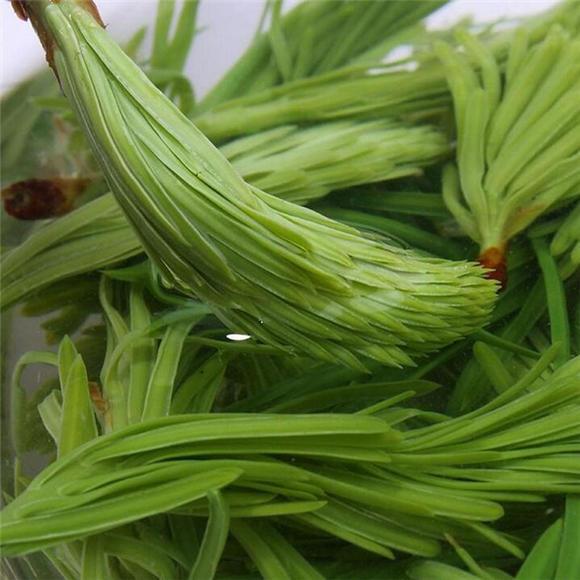 农村能吃的100种野菜图片，有哪些野菜可以吃