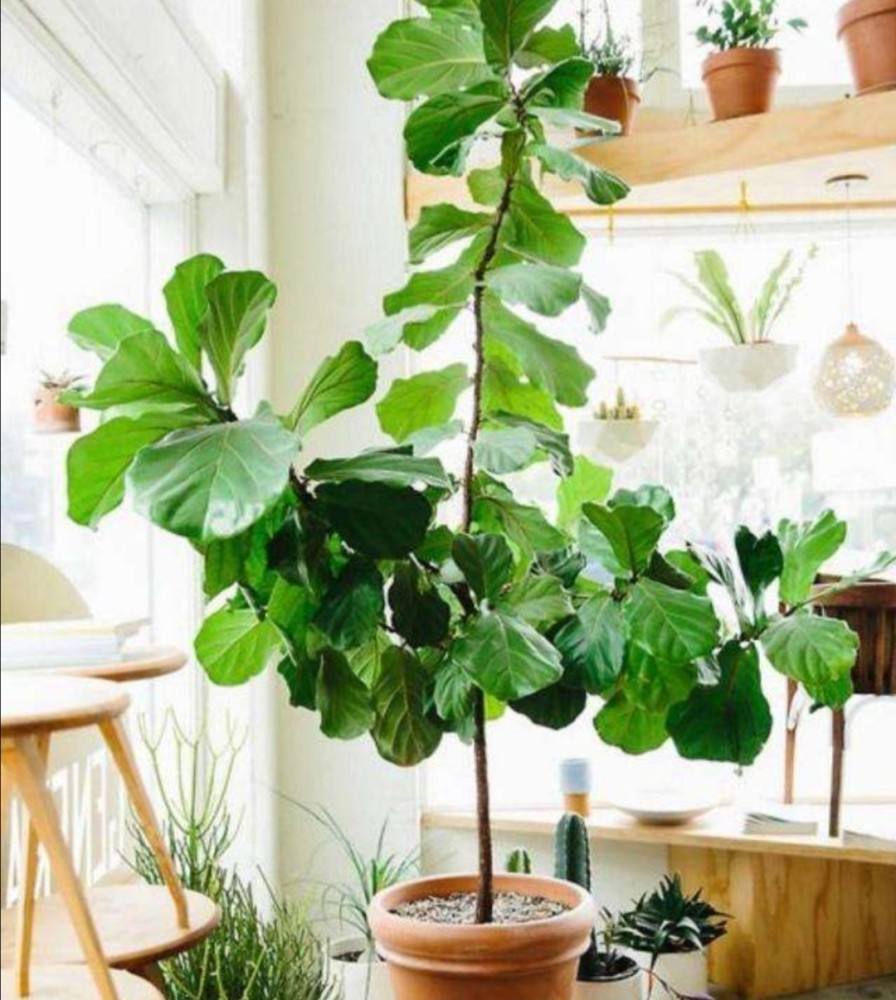 客厅最旺宅的大型植物有哪些（10种“旺家”寓意好的大绿植推荐）