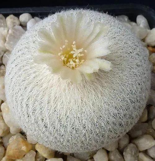 仙人掌开花图片，八种开花勤快的仙人掌植物（40多种罕见的仙人掌开花图）